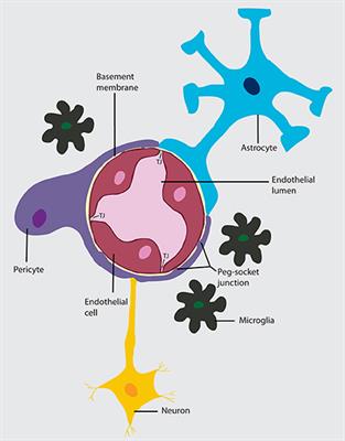 Development and Function of the Blood-Brain Barrier in the Context of Metabolic Control